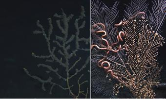 Two comparison photos of corals. 