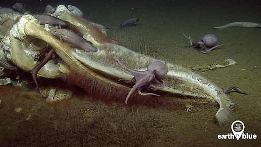 A whale carcass on the sea floor.