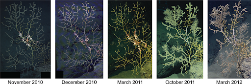 A time series of corals.