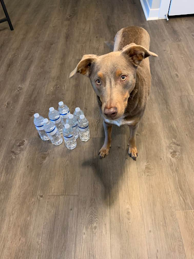 A dog standing next to bottled water.