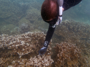 A diver placing a sea urchin on the ocean floor. 