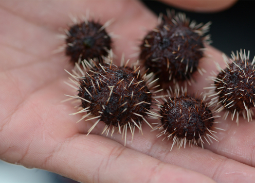 A close-up view of several sea urchins in someone's hand. 