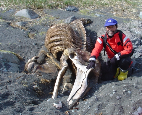 A man next to whale remains on a shoreline.
