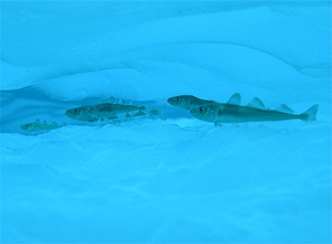 Fish swimming in water among sea ice.