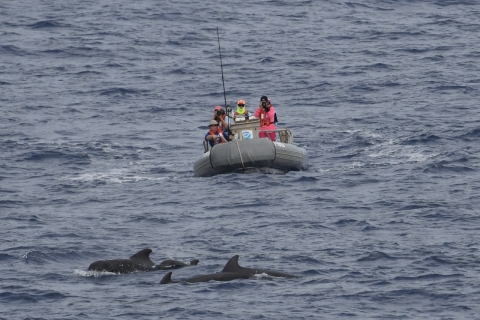 A group of people on a boat looking at a group of dolphins. 