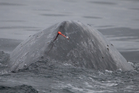 An orange dark sticking out of a whale. 