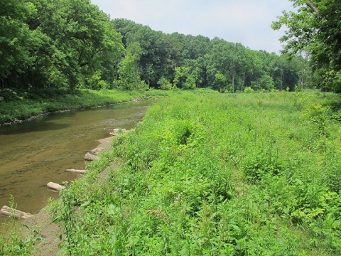 A creek with lush greenery along both shorelines.