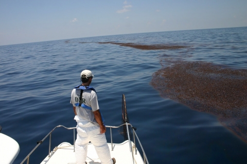 A man on a boat looking at a large patch of oiled sargassum at sea.