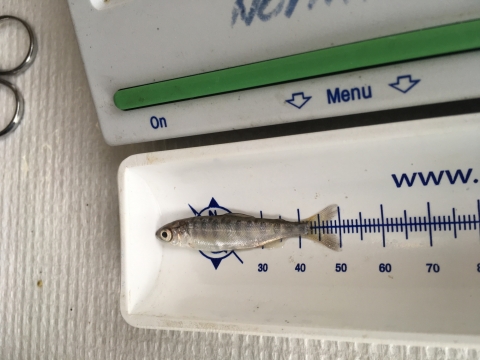 A small fish next on a ruler tray.