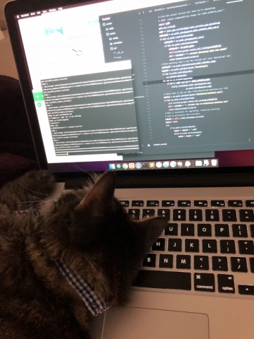 A cat on a computer.