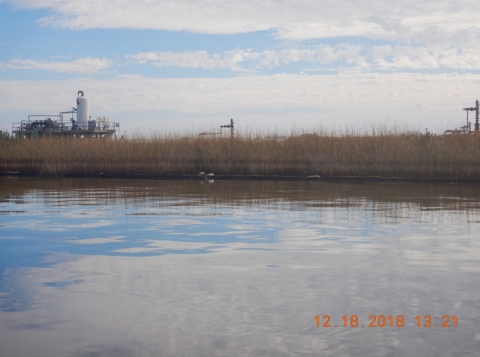 An oiled marsh with oil rigs in the background. 