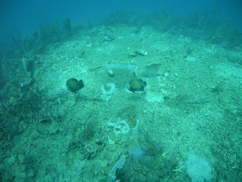 An underwater image of the sea floor with fish. 