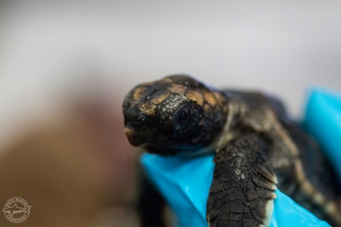 A sea turtle hatchling. 