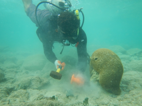 A scuba diver attaching coral. 