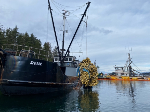 A tangle of marine netting being pulled from the water onto a vessel. 