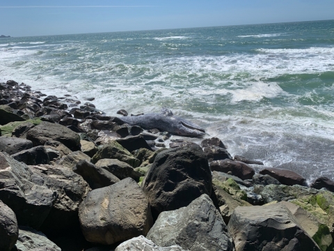 A whale carcass on a rocky shoreline. 