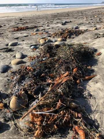 Oiled debris on a beach.