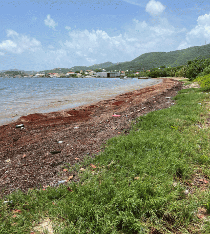 Sargassum along a shoreline.