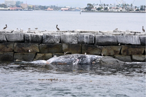 A whale carcass against a barrier in the water. 