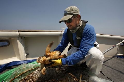 A man on a boat holding a sea turtle. 