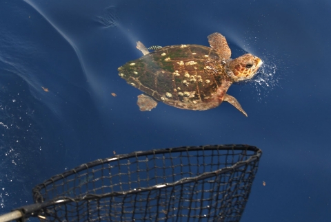 A sea turtle swimming near a net. 