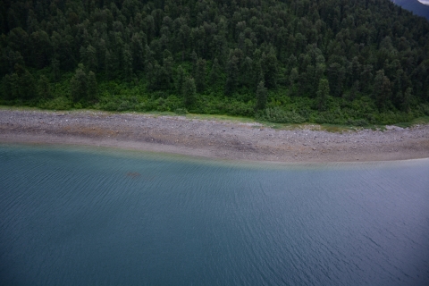 An aerial view of a tree-lined shoreline.