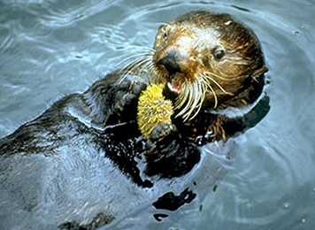 A sea otter. 