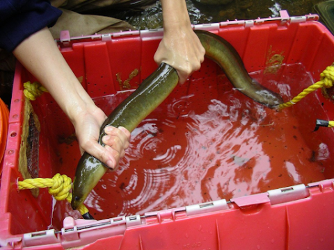 A person holding an American eel in a container of water. 