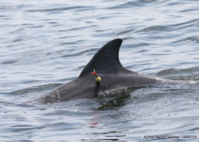 A yellow and orange dart is visibly attached to a dolphin.