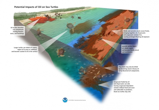 A three-dimensional illustration depicting the impacts of oil on sea turtles (1. oil on the shoreline can contaminate nesting females, nests, and hatchlings; 2. Larger turtles can inhale oil vapors, ingest oil in prey or sediment, and become coated in oil at the surface; 3. Winds and currents create ocean fronts, bringing together oil, dispersants and sargassum communities, causing prolonged floating oil exposure; 4. Juvenile turtles ingest oil, inhale vapors and become fatally mired and overheated; 5. Prey