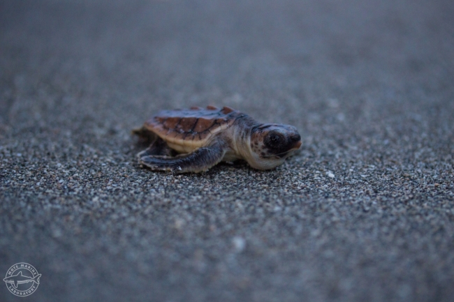 A baby sea turtle. 
