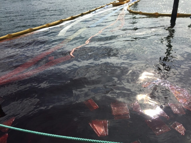 A red liquid is visible in the water with patches of sorbent and pollution boom around it. 