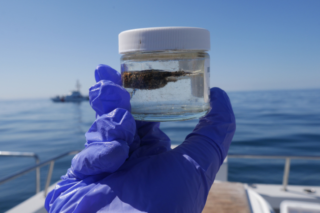 A hand wearing a blue glove holding up a glass jar with a sample of floating oil within it.