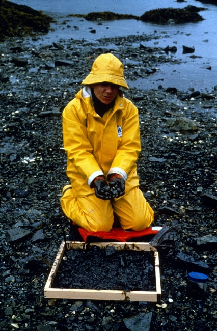 A woman in yellow response gear kneeling on a rocky beach and holding a handful of oiled clams.