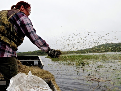 A person on a boat throwing handfuls of wild rice into the water. 