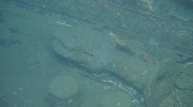 A close-up of fish swimming around various external features of the Coast Trader’s wreck.