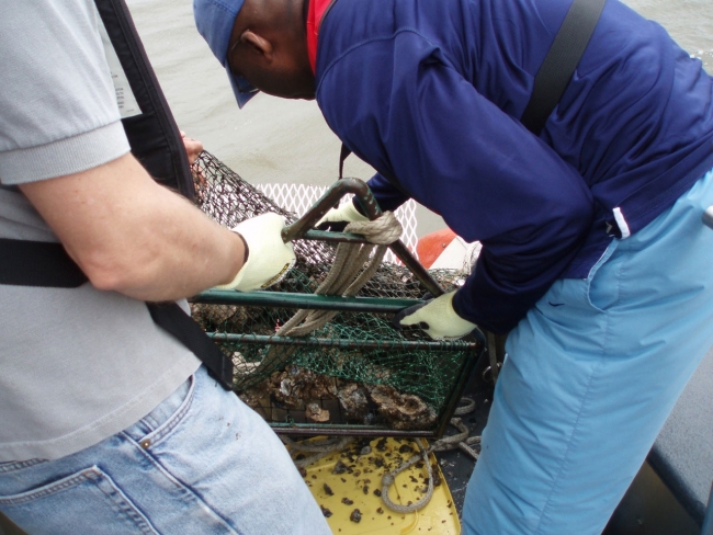 Two people retrieving a trawl of oysters. 