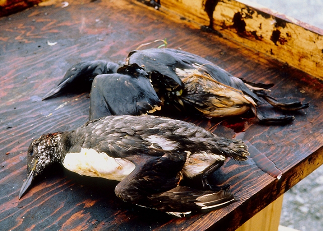 Two dead birds with oil on them.