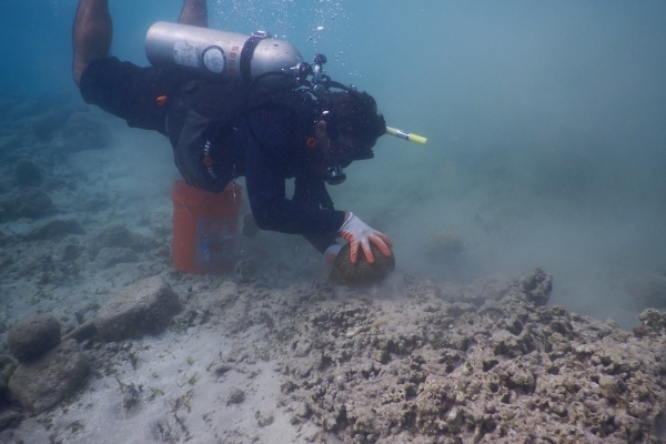 A diver reattaching corals. 
