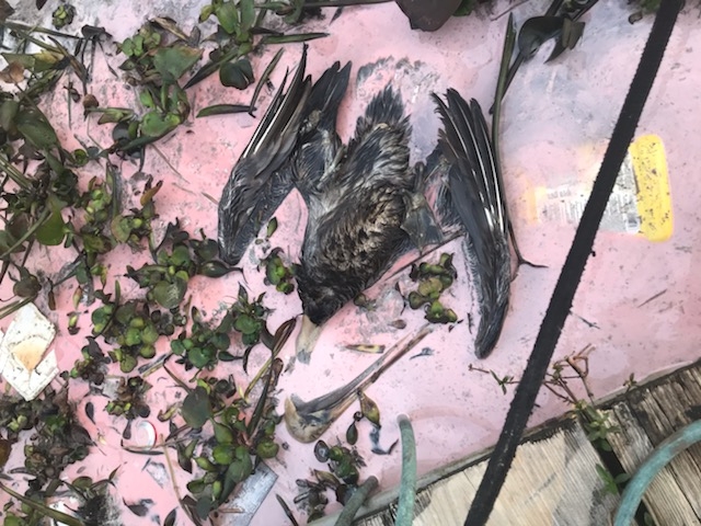 A dead bird in a pink liquid with plants in it.