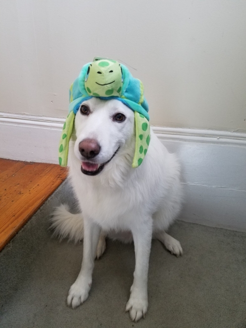 A dog wearing a sea turtle stuffed animal on its head.