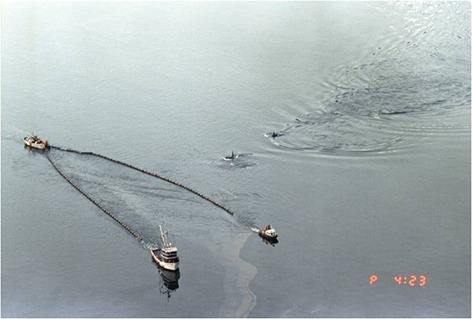 Killer whales swimming near vessel skimming operations. 