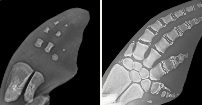 Two side-by-side radiograph images of a dolphin fetus. 