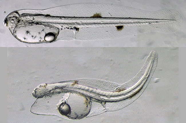 Two images of a fish larva. 