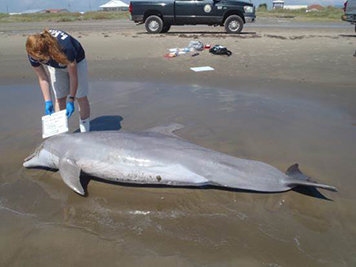 A person leaning over a dead dolphin on a beach. 