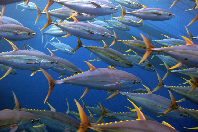 A school of yellowfin tuna. 
