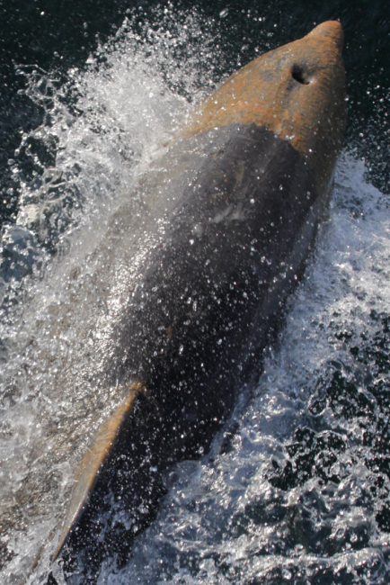 An oiled dolphin. 