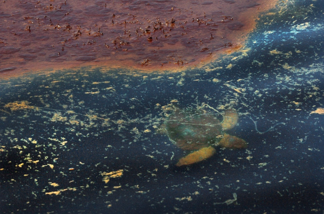 A sea turtle swimming under oiled sargassum.