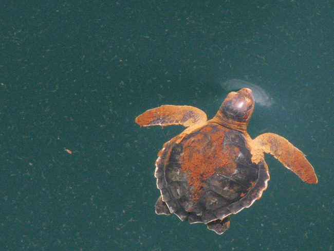 An oiled sea turtle. 