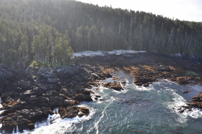 An aerial view of a rocky, tree-lined shoreline. 